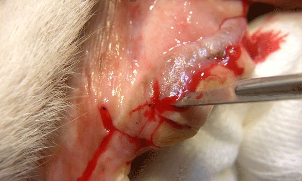 veterinarian extracting premolar tooth from dog