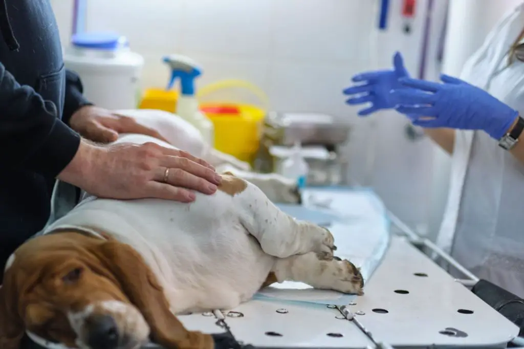 veterinarian giving a dog a prostaglandin injection