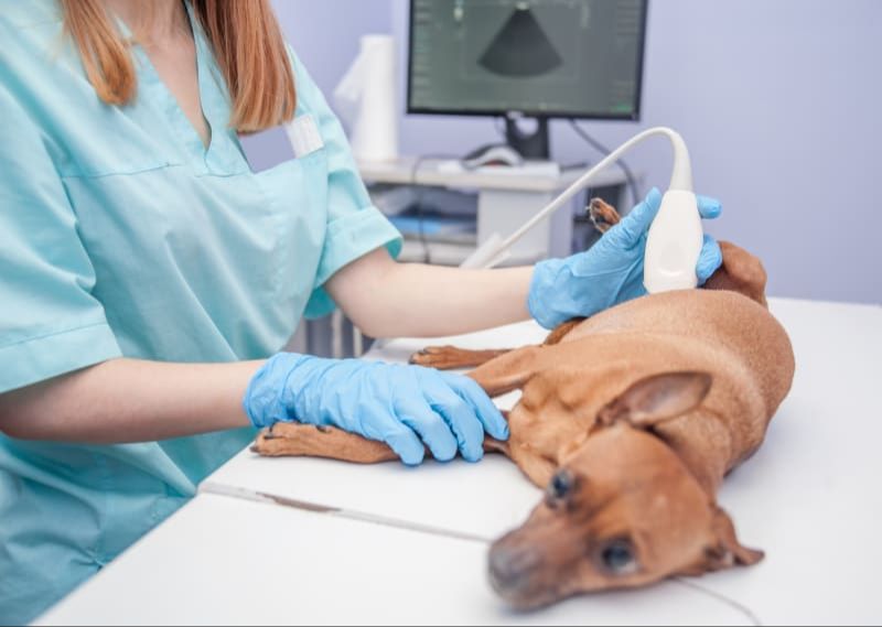 veterinarian performing abdominal ultrasound on a dog