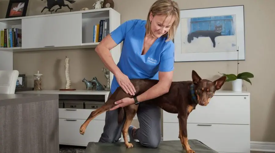 veterinarian performing chiropractic on dog