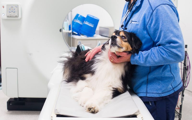 veterinarian performing diagnostics on a dog with seizures