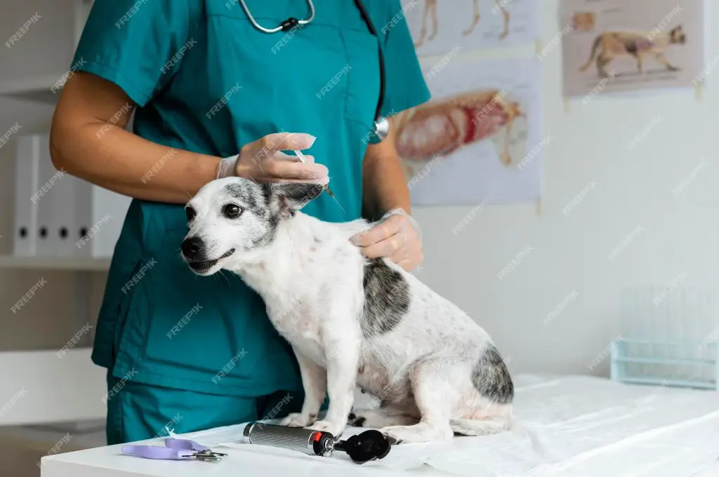 veterinarian performing exam on excessively yawning dog