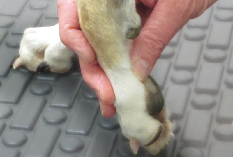 veterinarian performing neurological exam on dog