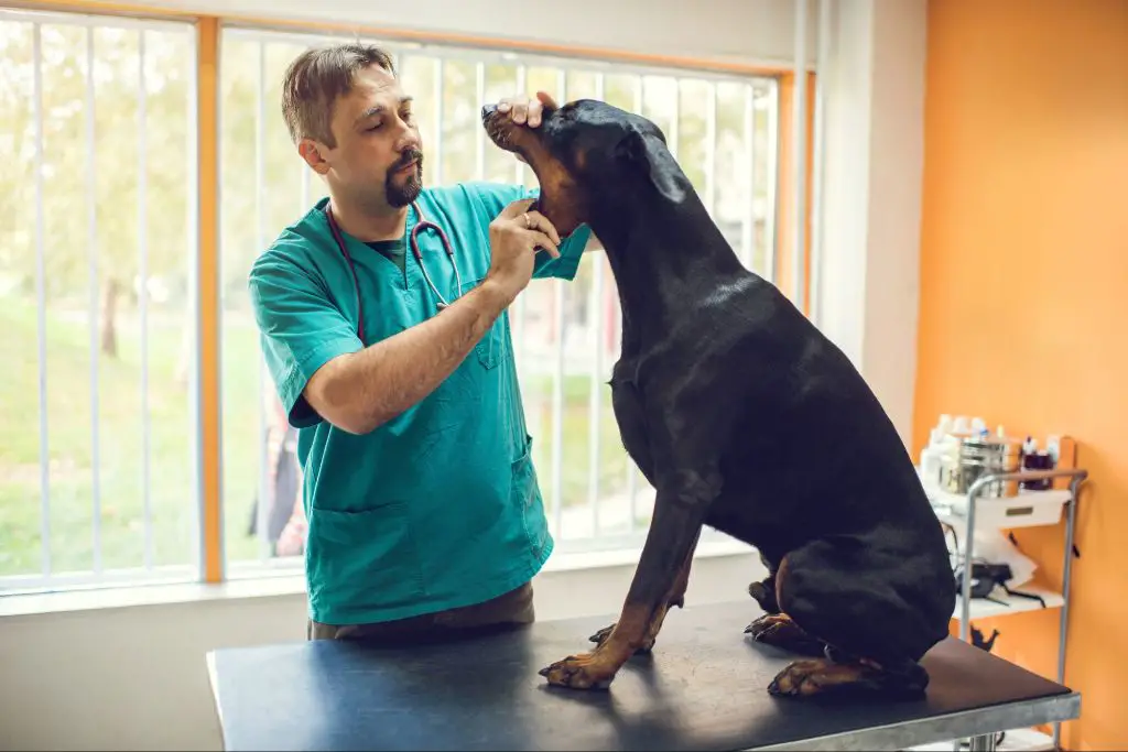 veterinarian performing oral exam on dog