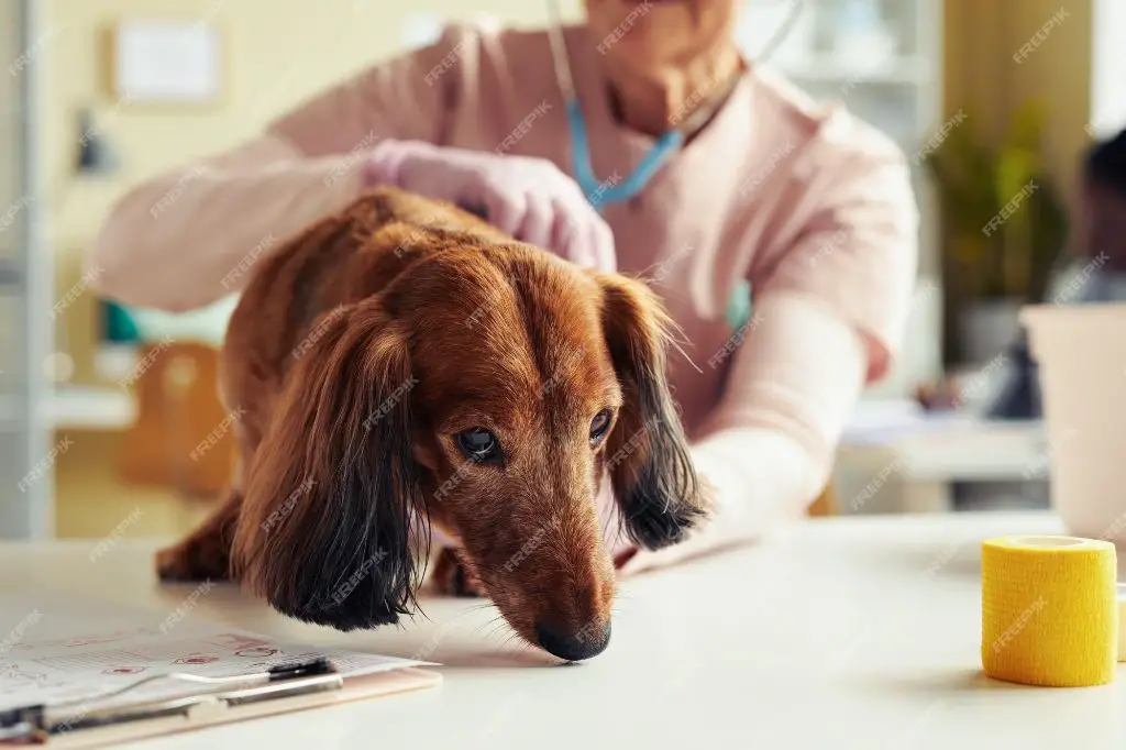 veterinarian performing preventative cancer screening on senior dog