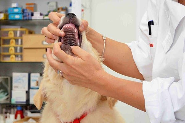 veterinarian performing root canal procedure on dog