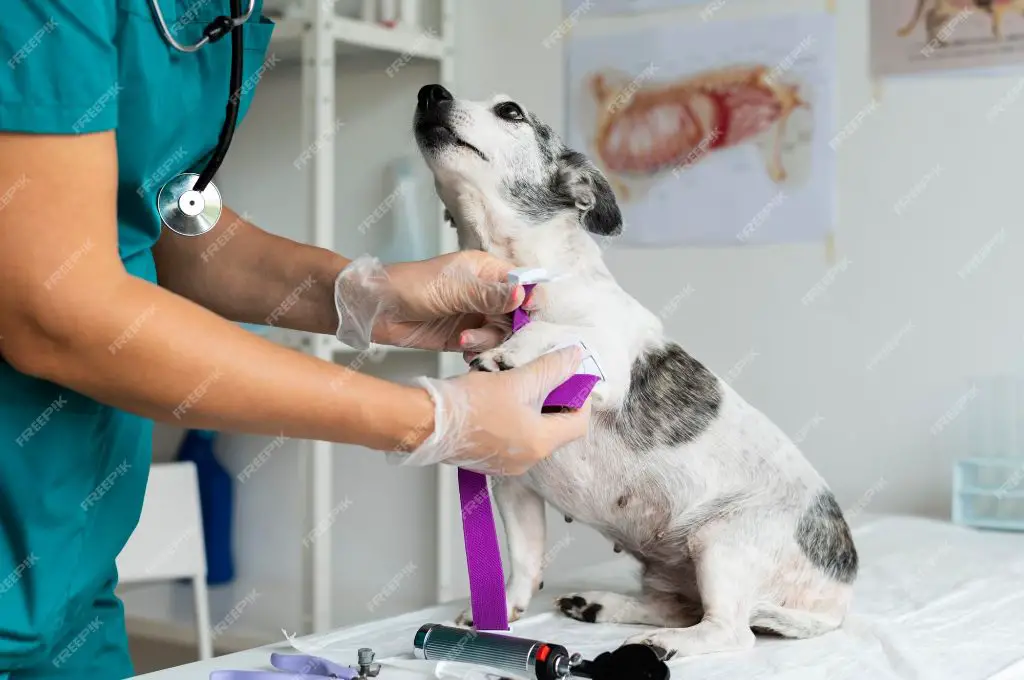 veterinarian performing screening to help prevent incurable cancer in dog