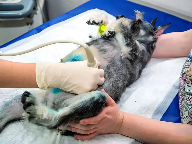 veterinarian performing ultrasound on a pregnant dog