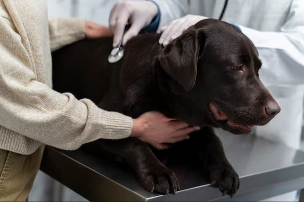 veterinarian performing wellness check on dog for early cancer detection