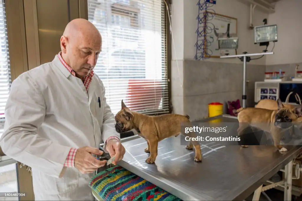 veterinarian preparing injection