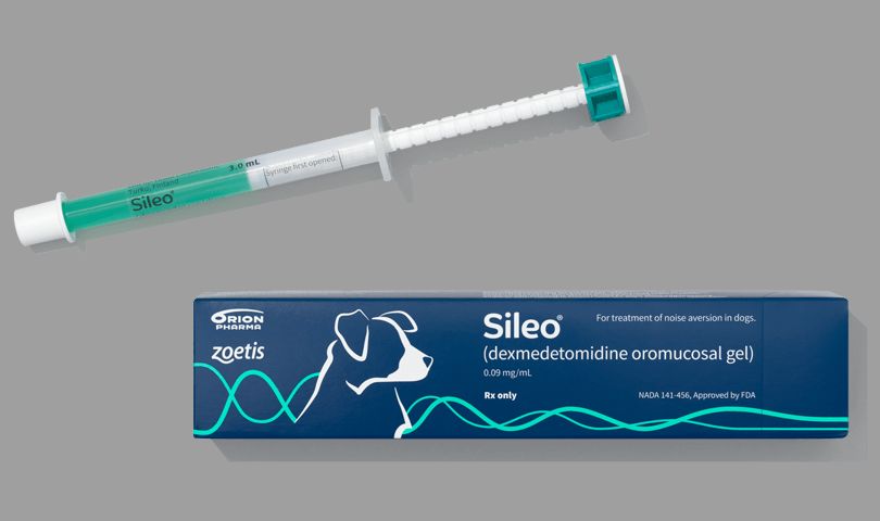 veterinarian prescribing anti-anxiety medication for a noise-sensitive dog