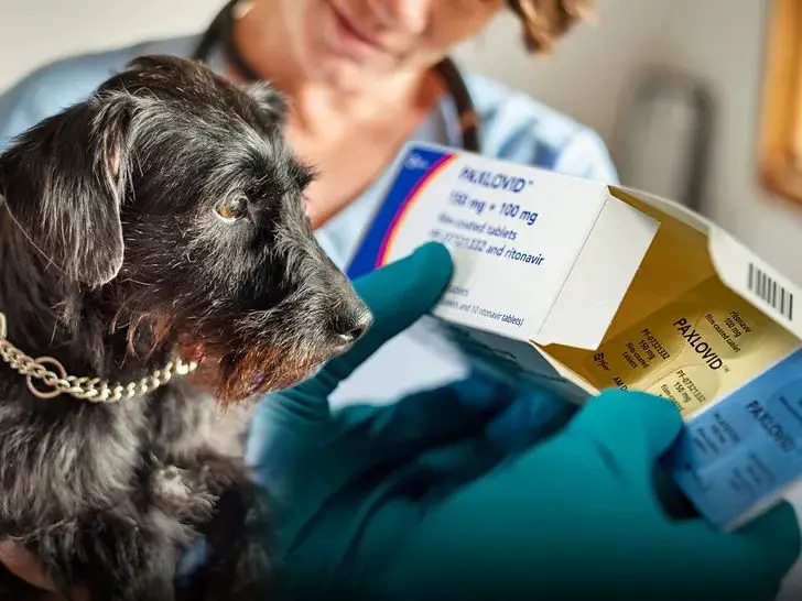 veterinarian prescribing medications for dog.