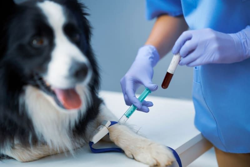 veterinarian reviewing blood test results