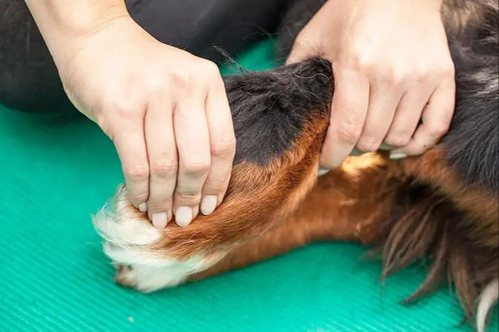 veterinarians discussing chiropractic care