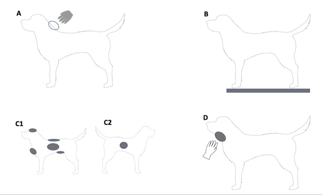 veterinary records as evidence in lawsuits