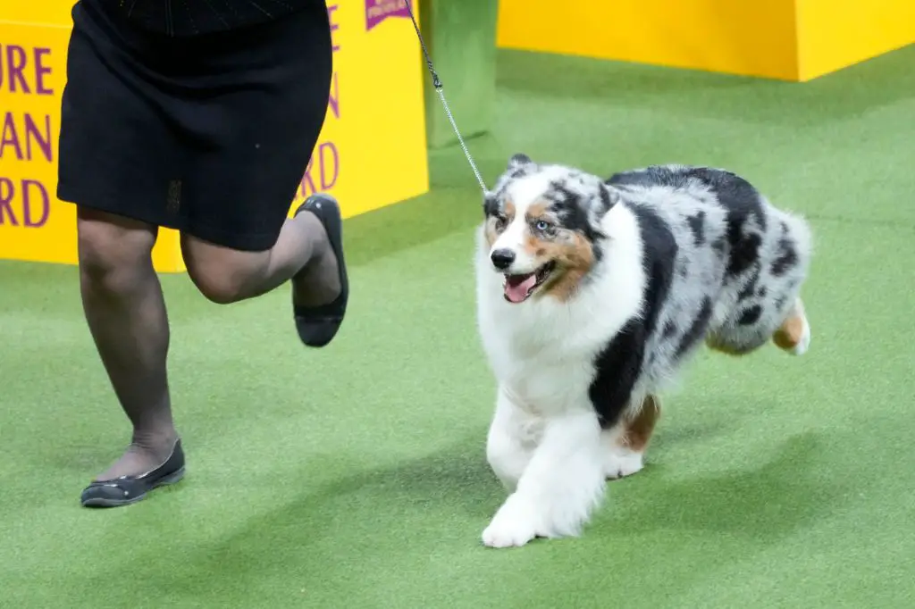 viewers can watch the westminster dog show live on fox sports 1 or streaming on the fox sports app and website.