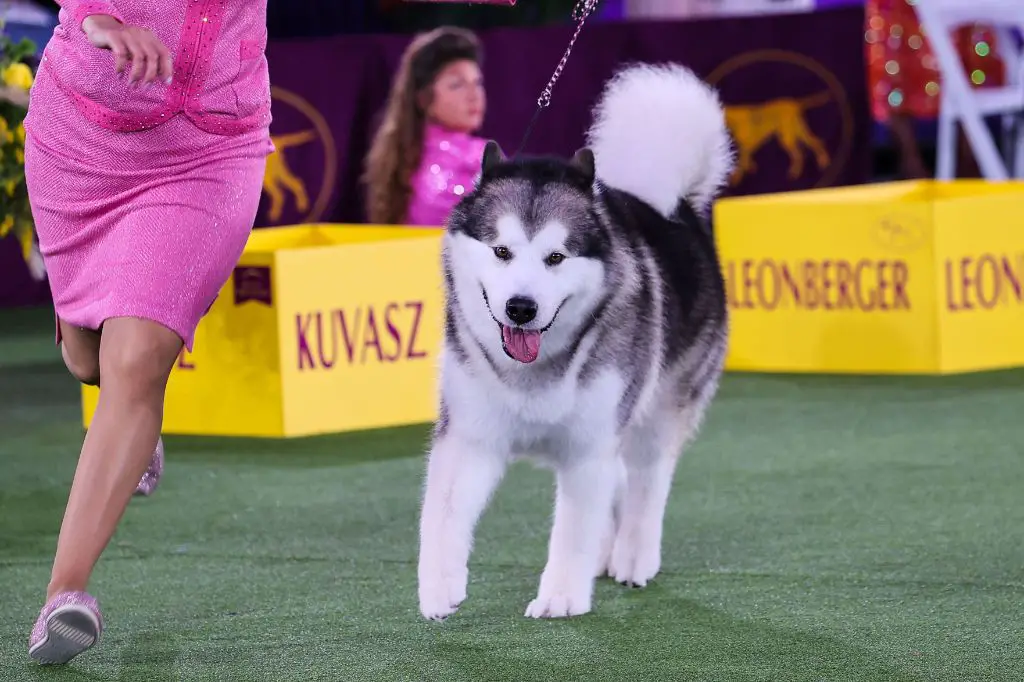 viewers can watch the westminster dog show on television channels like fox sports 1, fox sports 2, usa network and nat geo wild or by live streaming through apps and websites.