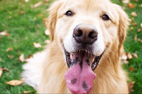 visual exam by a vet is enough to diagnose harmless black tongue spots