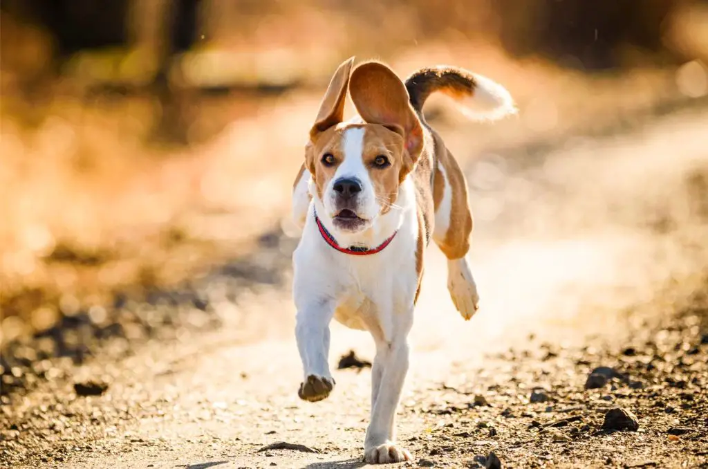 walking dogs on different surfaces like concrete, trails and grass helps toughen paws.