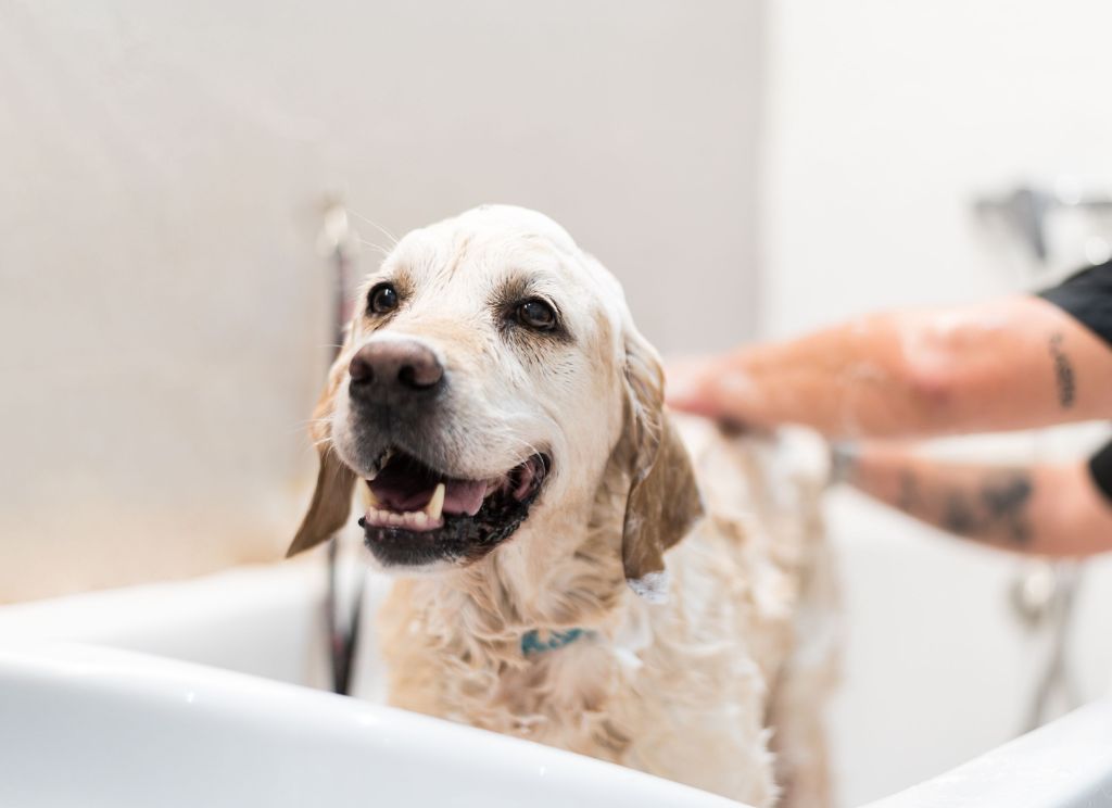 washing a low shedding dog breed in a bathtub with shampoo