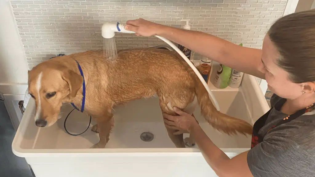 washing a non-shedding dog breed in a bathtub