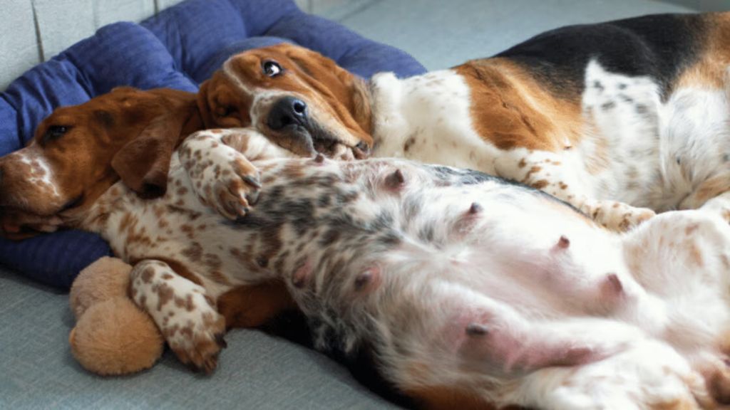 washing a nursing dog's nipples