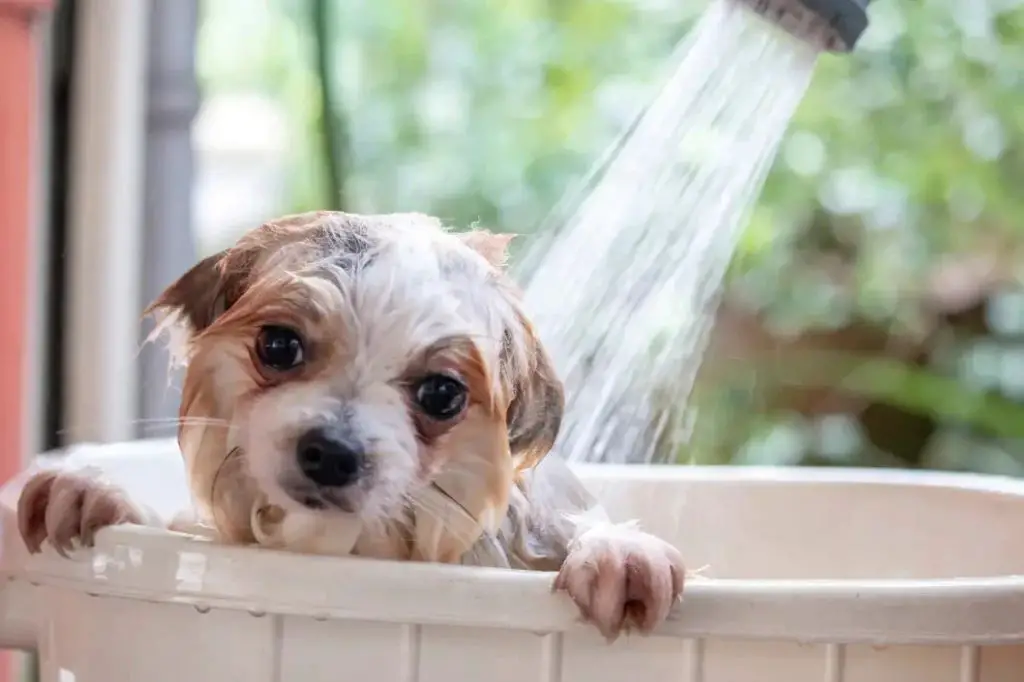 washing an older dog with allergy shampoo during their bathing regimen