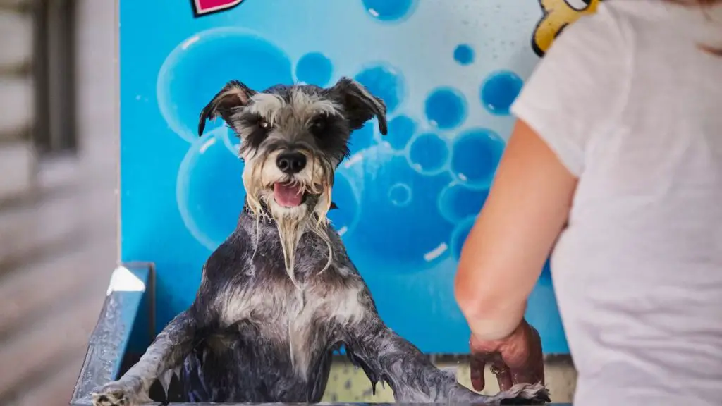 washing anxious dog