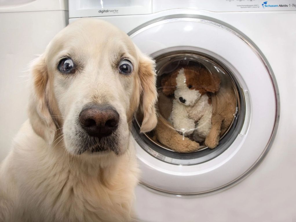 washing dog toys in a washing machine