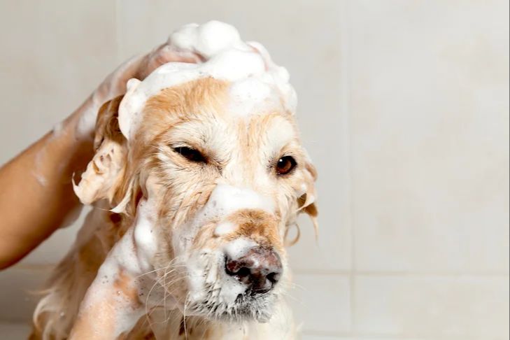 washing dog with shampoo