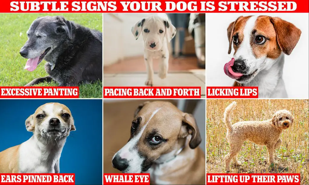 watch for signals like lip licking or panting that could mean your dog is getting stressed.