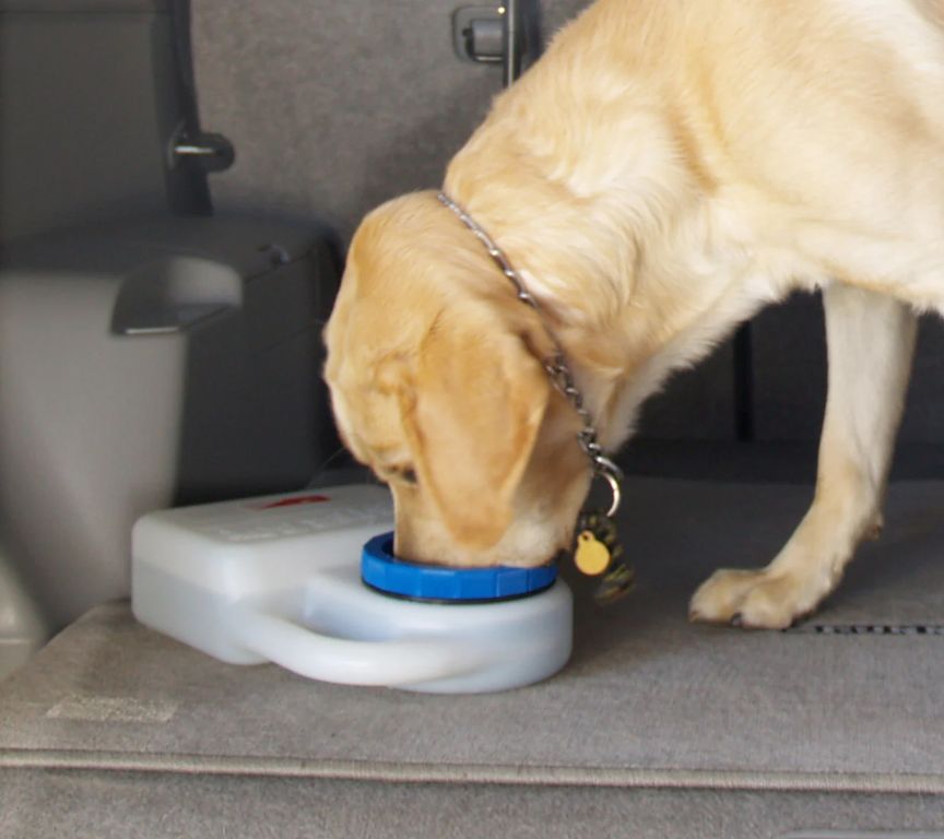 water bowl inside car for dog
