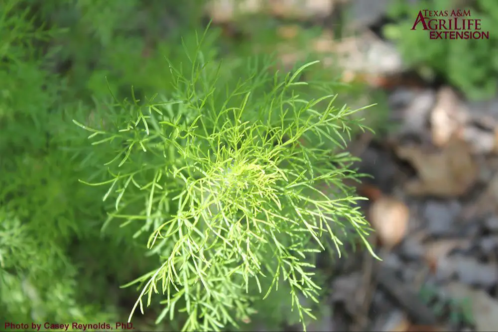 watering dog fennel seedlings