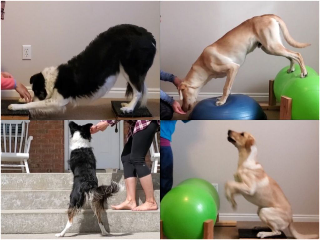 ways to exercise a dog with shoulder problems safely