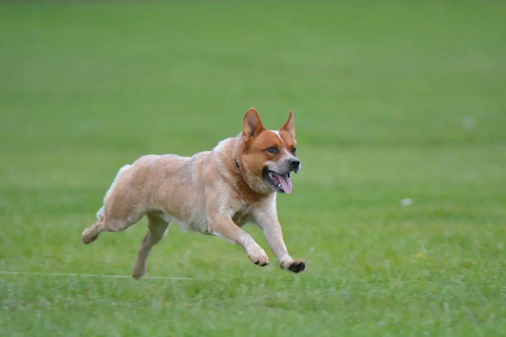 ways to prevent australian cattle dogs from running off