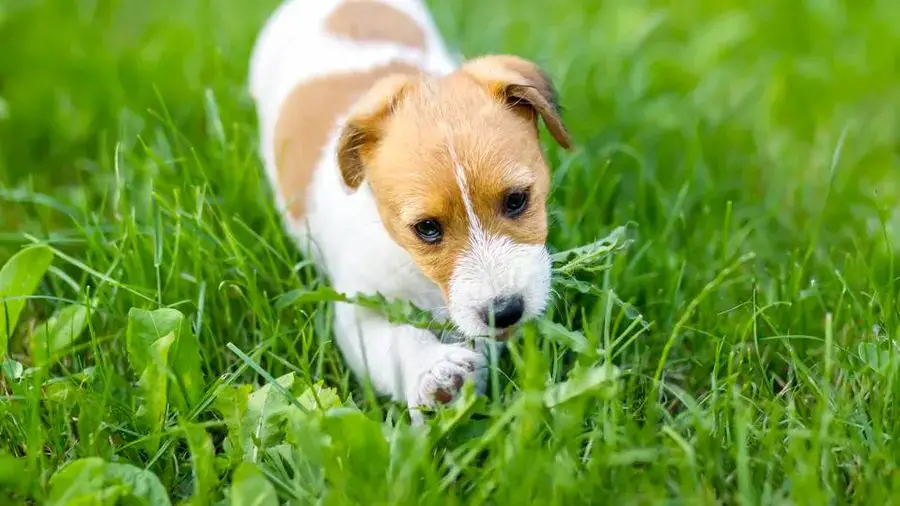 ways to prevent dogs from eating grass and getting an intestinal blockage