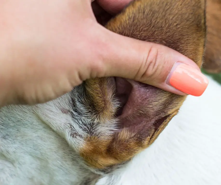 ways to prevent ear infections in dogs