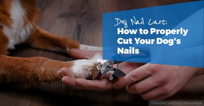 weekly dog nail care routine