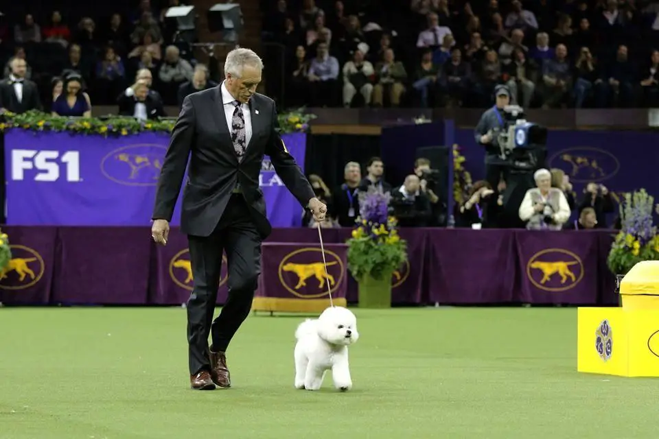 westminster dog show judging proceeds in multiple stages, including breed, group, and finally best in show competitions to determine the top dog.
