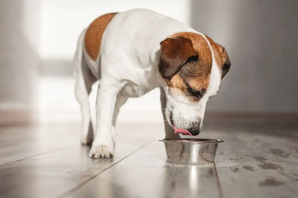 wet canned dog food provides extra hydration.