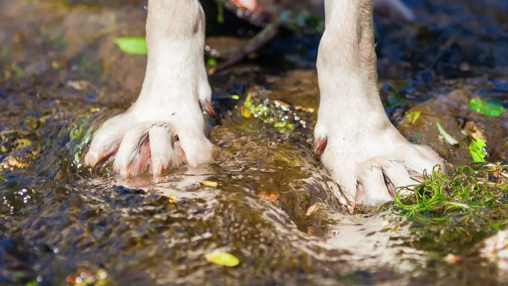 wet dog paws