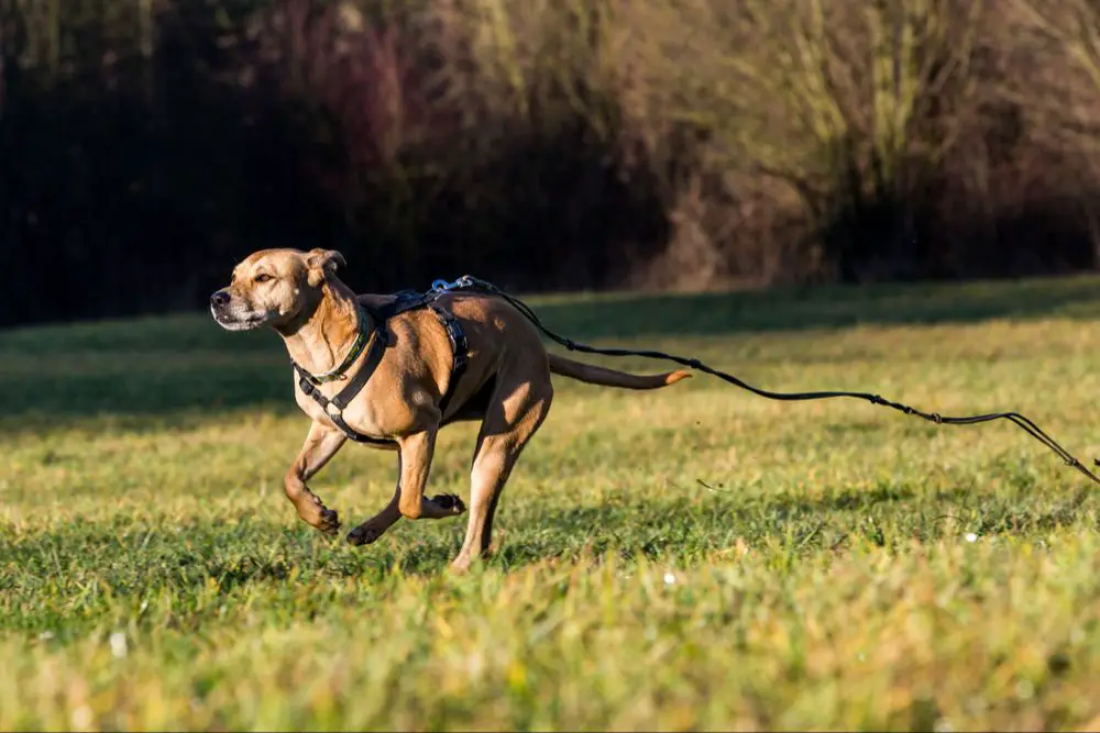 what to do if your dog runs off