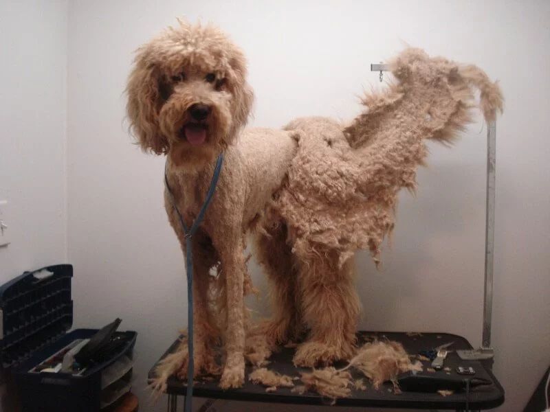 what to expect at the groomer for matted dogs