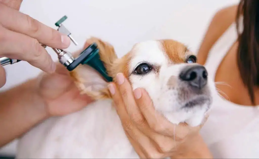 when antibiotics are needed for dog ear infections