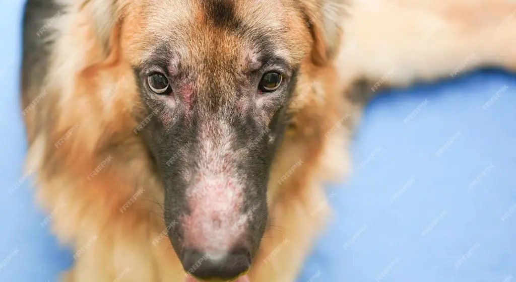 when to take your dog with dermatitis to the vet