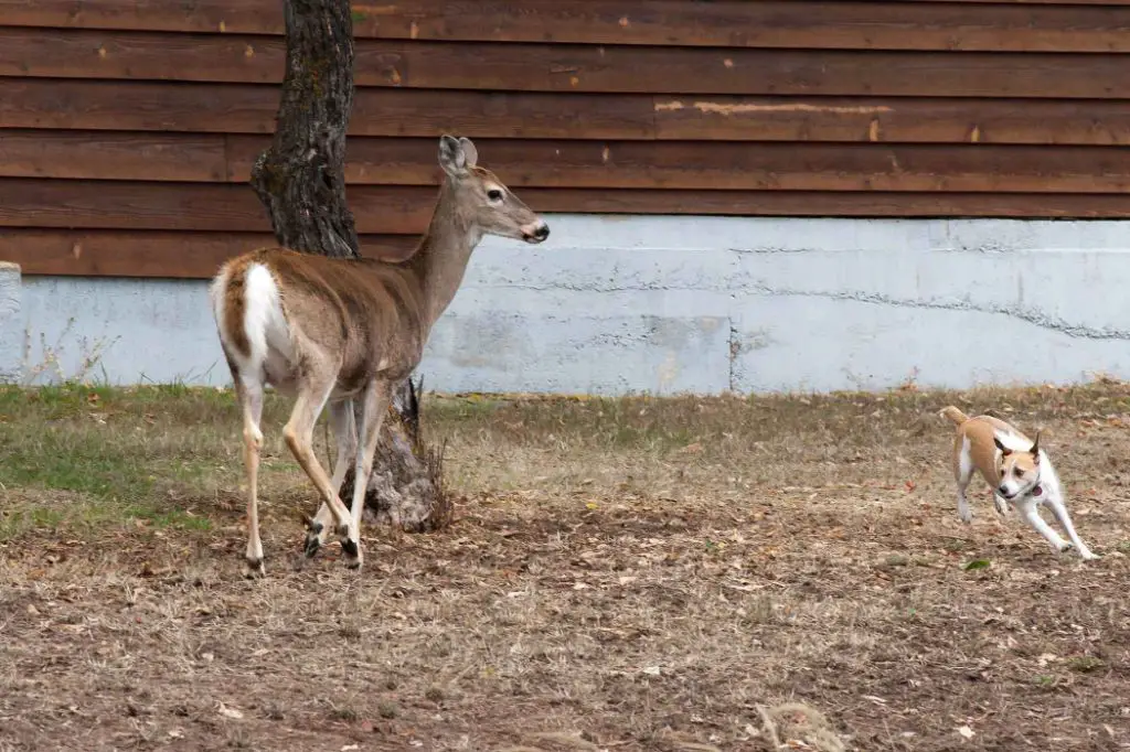 when tracking wounded deer, dogs should remain focused and not be easily distracted.