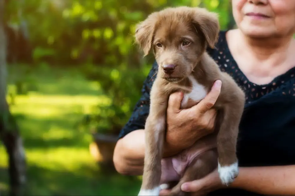 when you feel ready, adopting again after losing a beloved pet can help heal your heart.