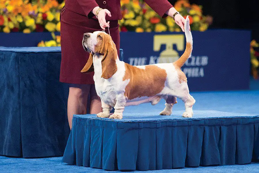 while popular, the westminster dog show does not carry the same cultural meaning and importance as the thanksgiving holiday.