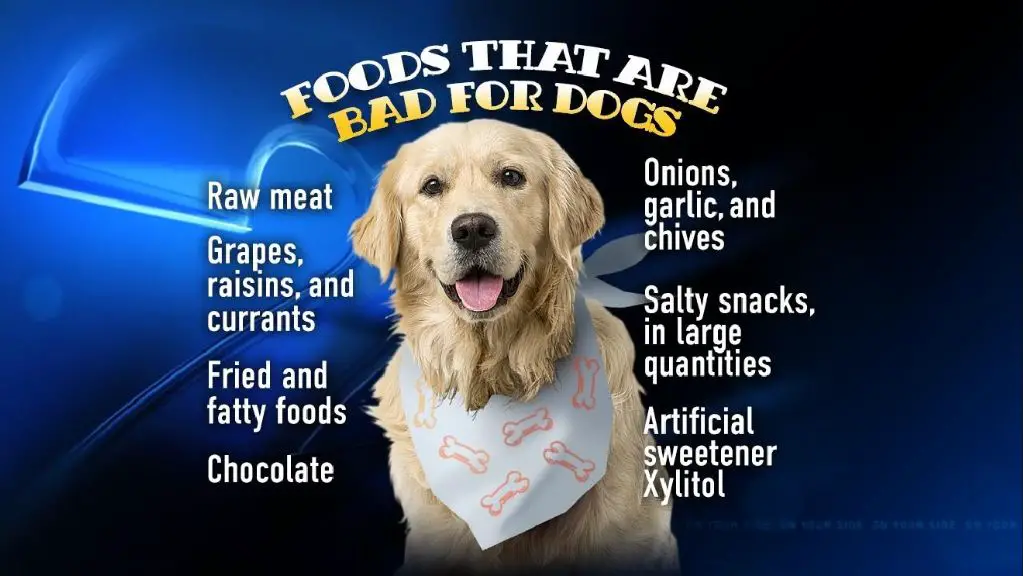 why certain meats can be problematic for dogs