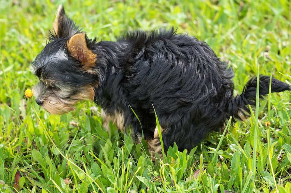 why dogs end up pooping in yards